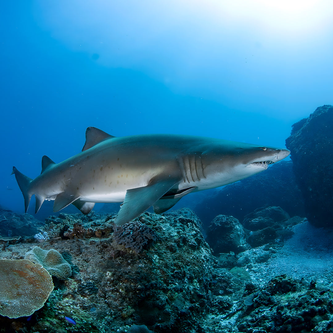 Grey Nurse Sharks Double Dive Charter Fun Dive