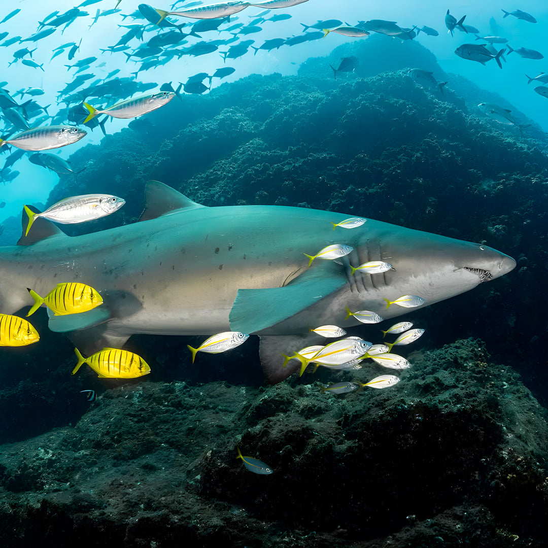 Discover Scuba Diving in Rainbow Beach