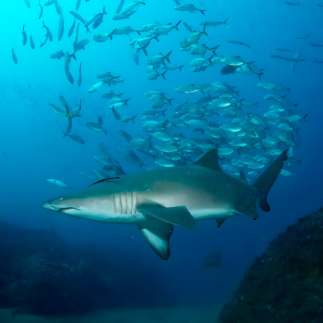 Discover Scuba Diving in Rainbow Beach