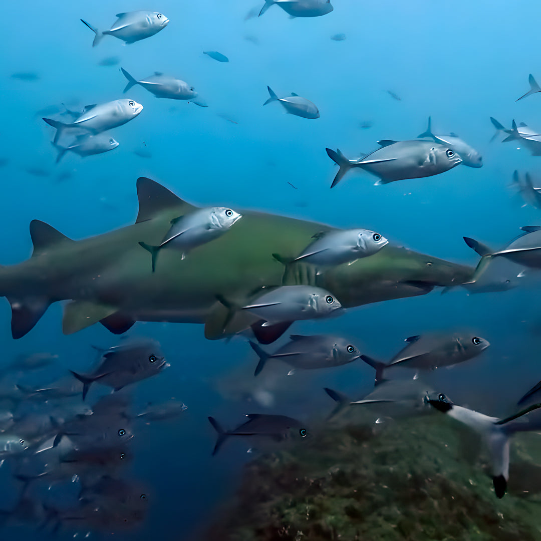 Grey Nurse Sharks Double Dive Charter Fun Dive