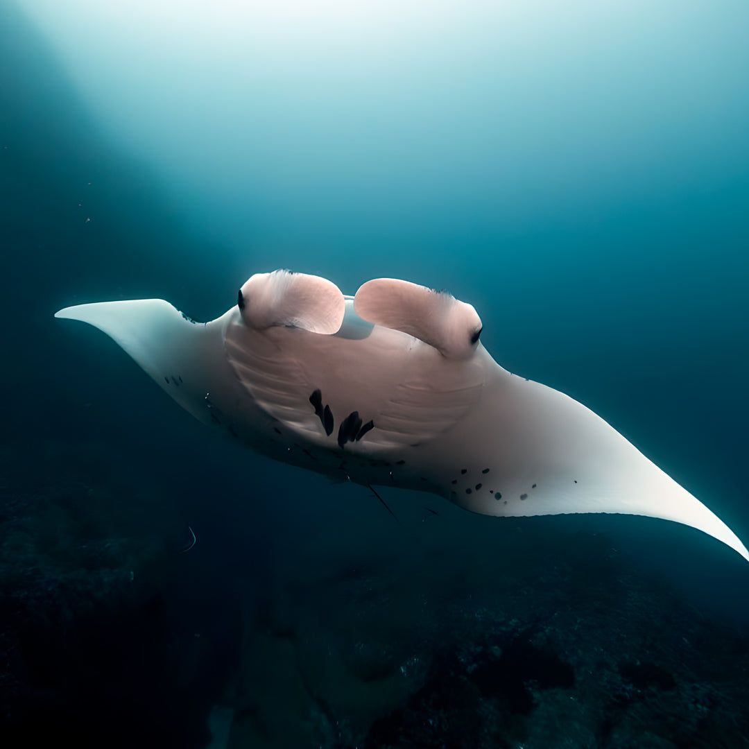 Advanced Open Water Diving Course in Rainbow Beach