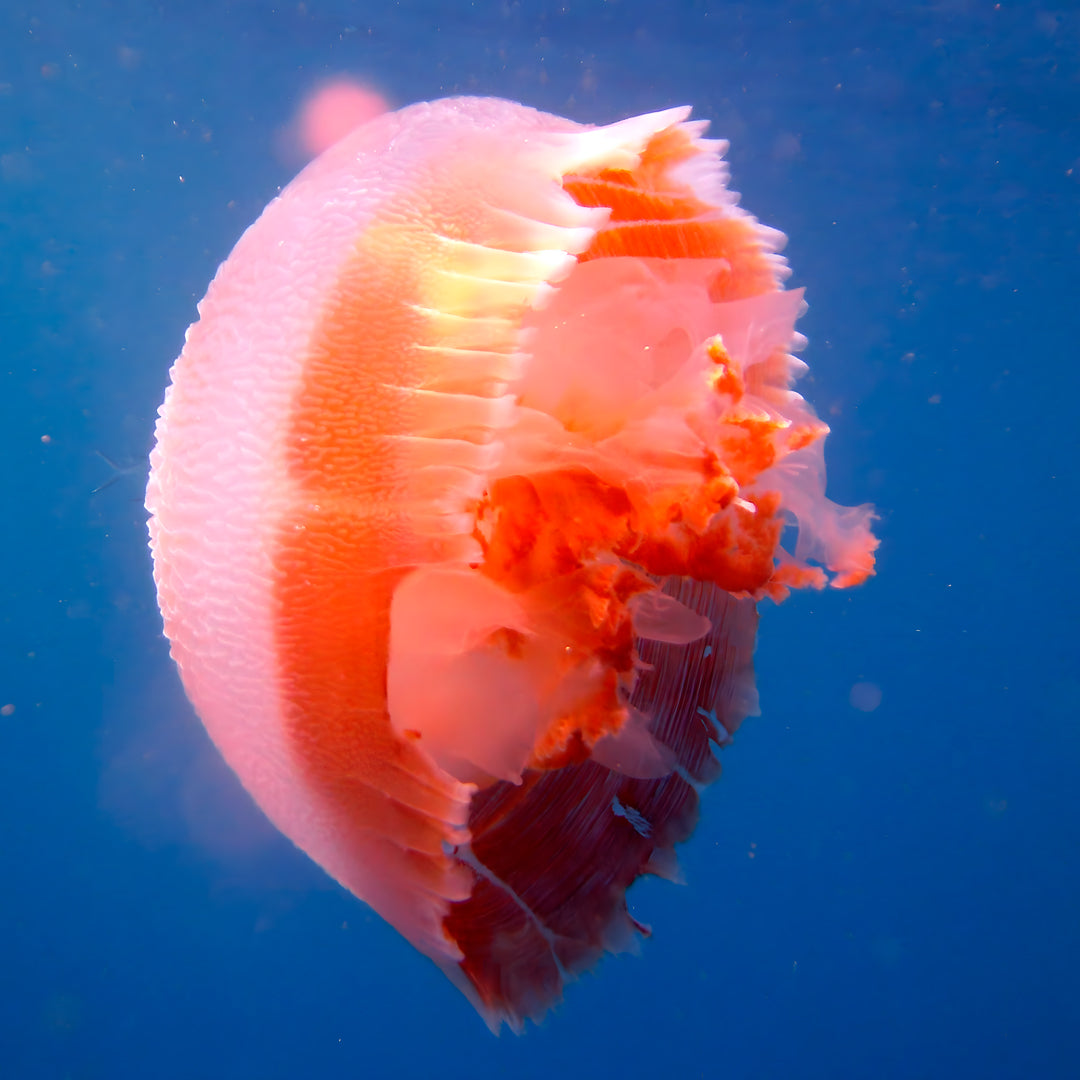 PADI Open Water Course in Rainbow Beach