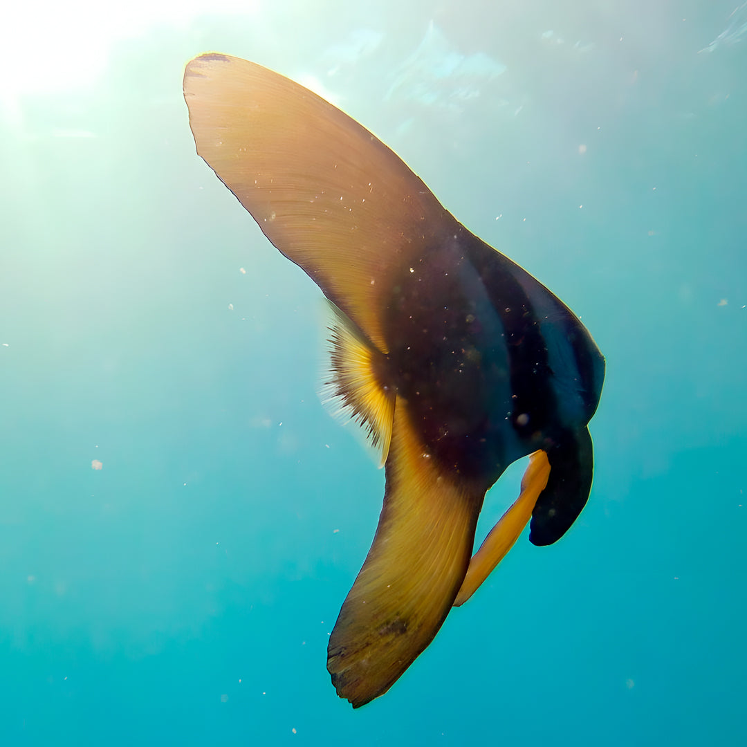 PADI Open Water Course in Rainbow Beach