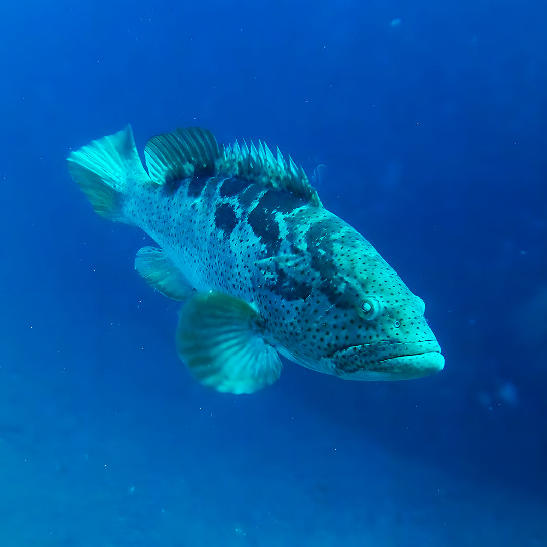 Rainbow Beach PADI Enriched Air Diver Dry Course