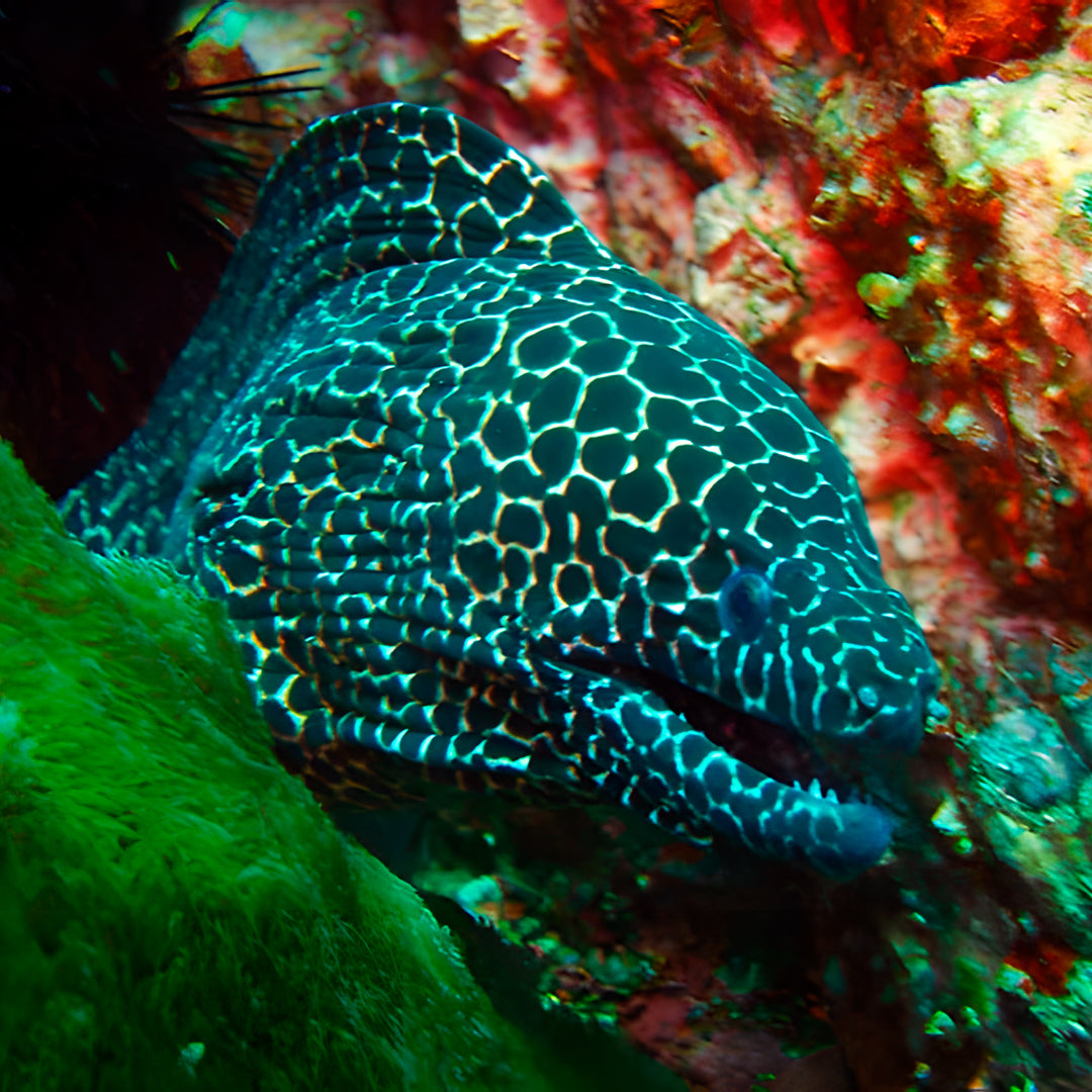 Discover Scuba Diving in Rainbow Beach
