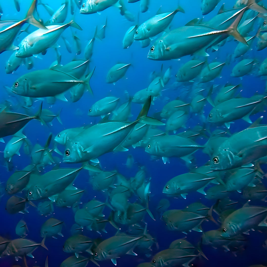 Grey Nurse Sharks Double Dive Charter Fun Dive