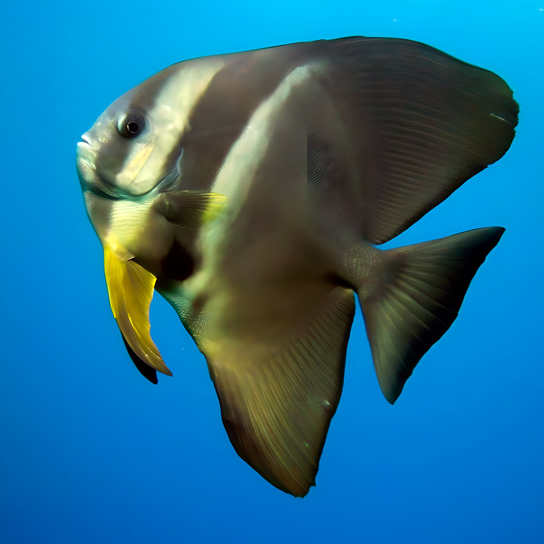 Advanced Open Water Diving Course in Rainbow Beach