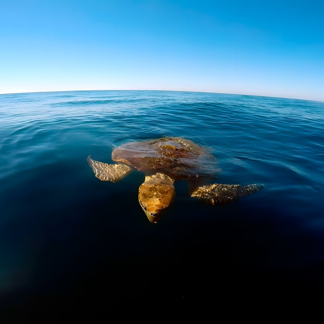 Grey Nurse Sharks Double Dive Charter Fun Dive