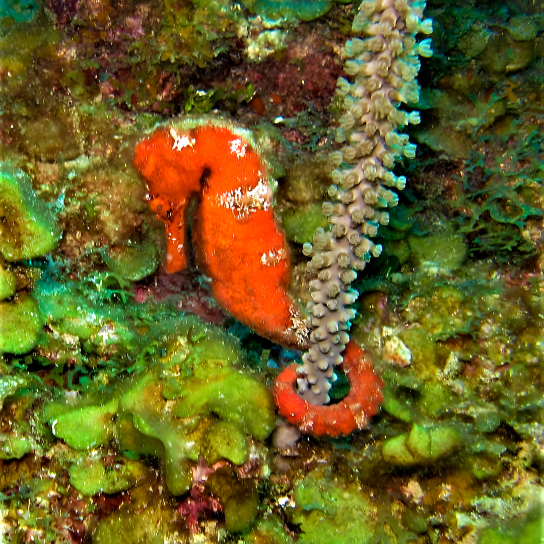 Nitrox Diver Course in Texas
