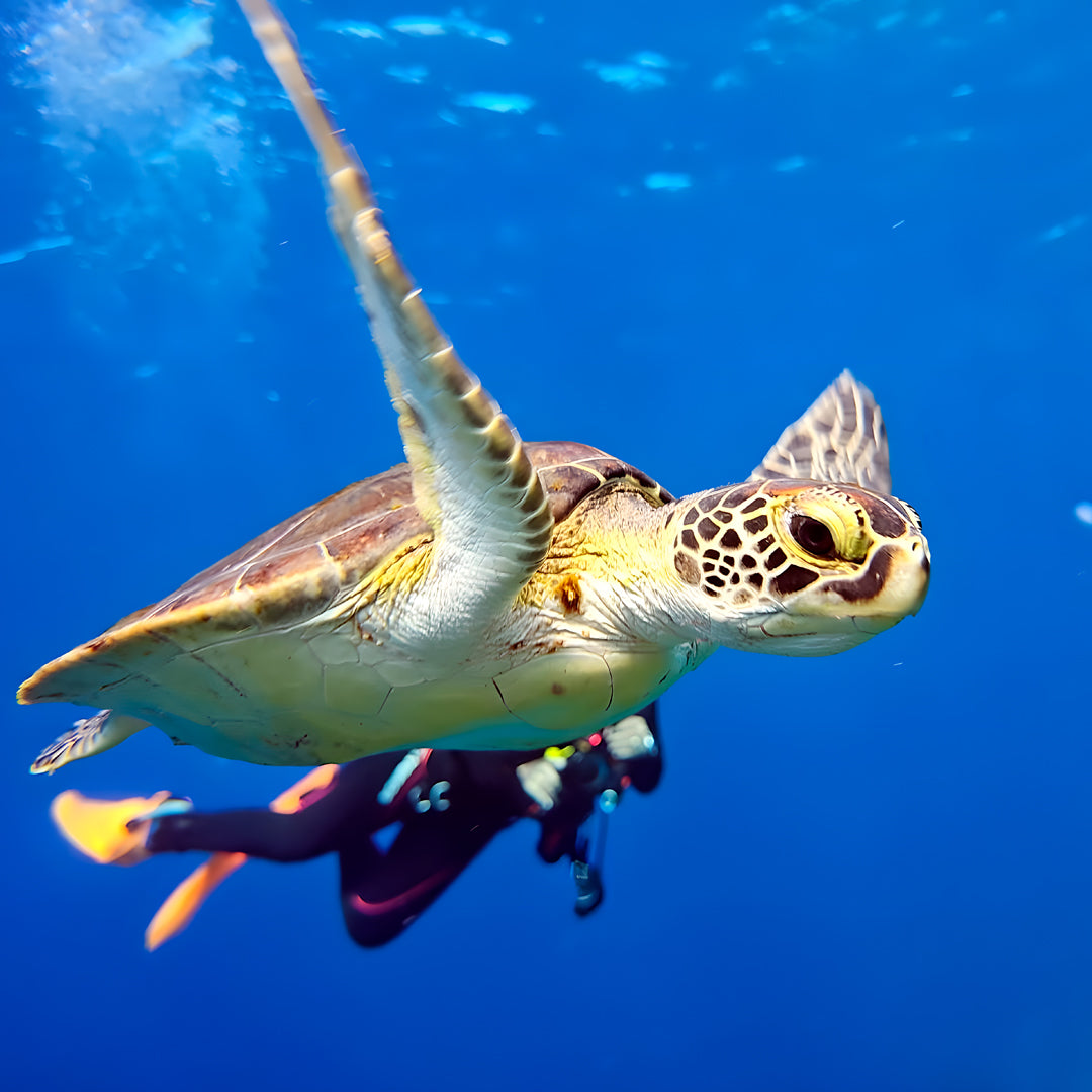 Open Water Scuba Diver Course Combo in Texas