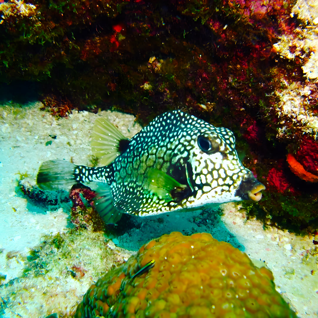 Open Water Scuba Diver Course Combo in Texas