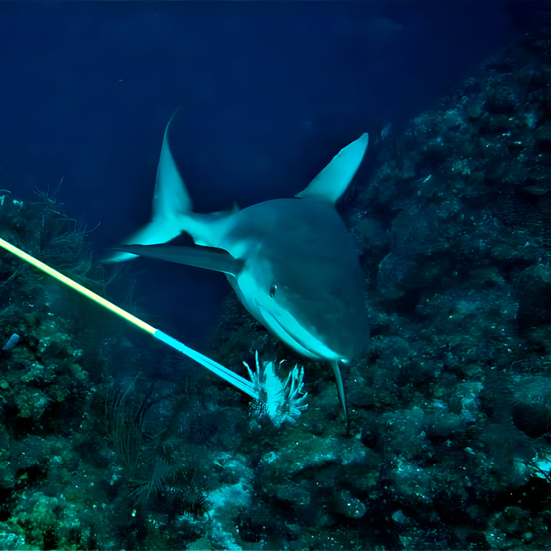 Open Water Scuba Diver Course Combo in Texas