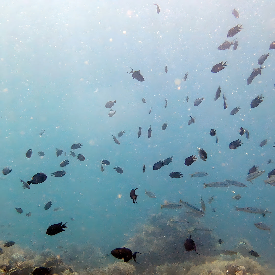 Open Water Scuba Diver Course Combo in Texas