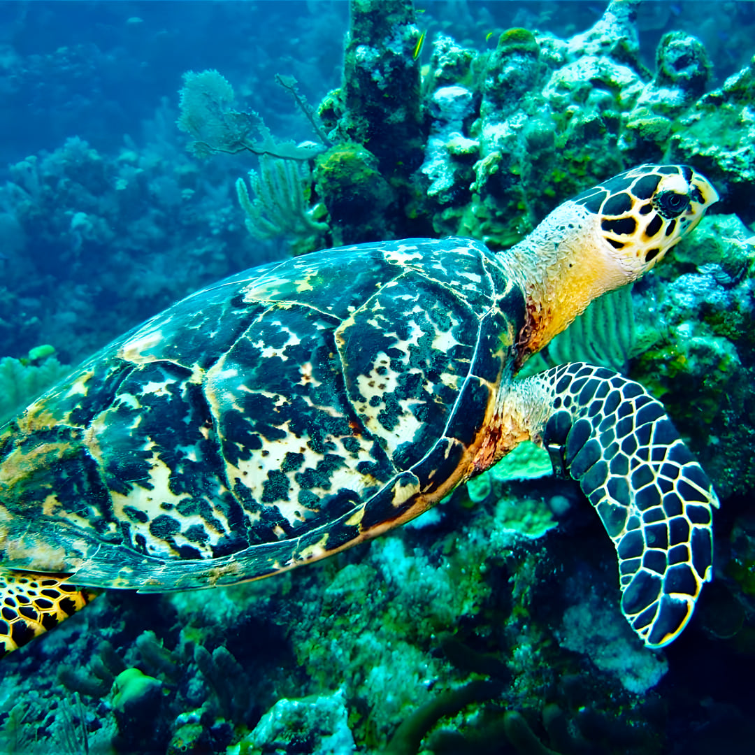 Scuba Diving Refresher Course in Texas