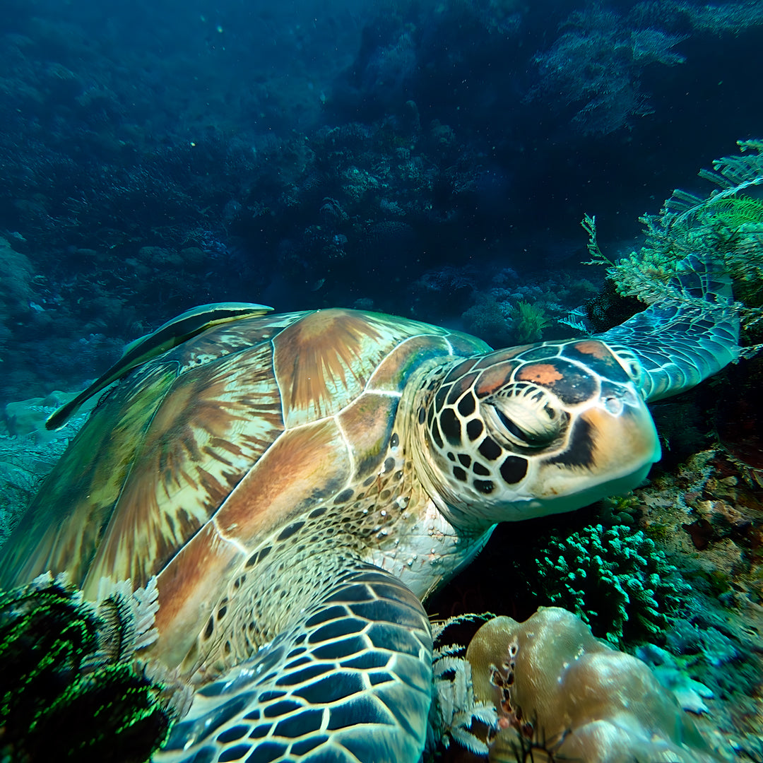 Scuba Diving Refresher Course in Texas