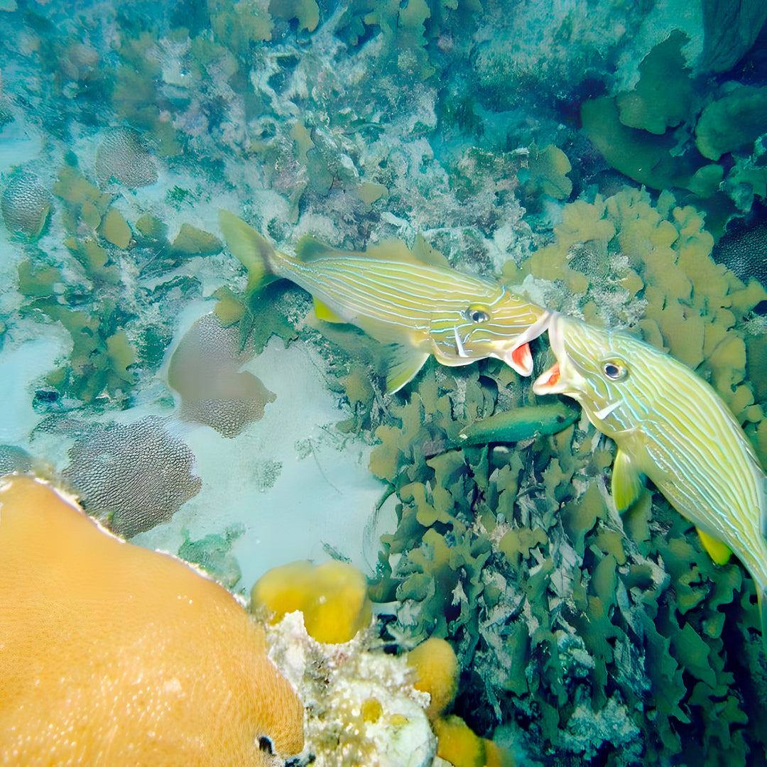 SSI Snorkel Diver Program in Texas