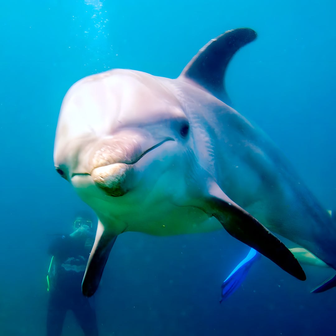 SSI Snorkel Diver Program in Texas
