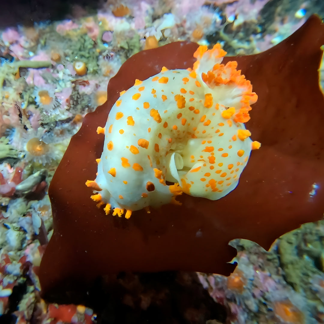SSI Snorkel Diver Program in Texas