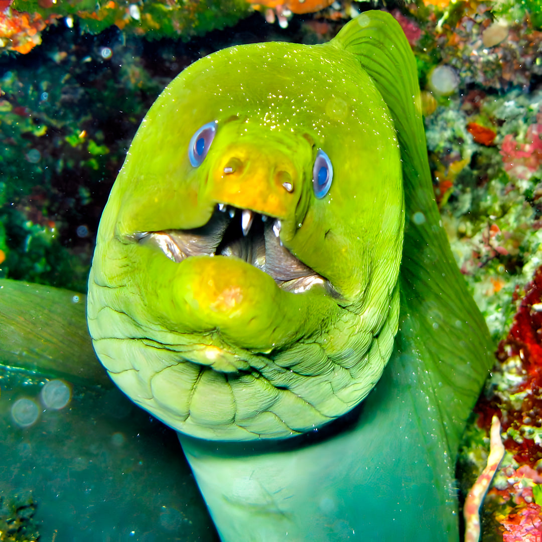 SSI Snorkel Diver Program in Texas