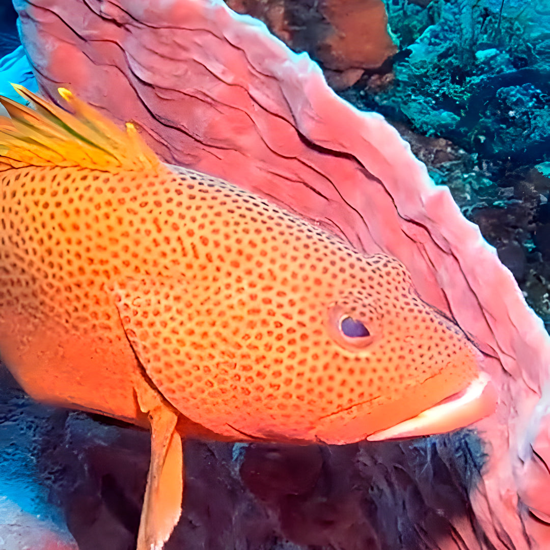SSI Snorkel Diver Program in Texas