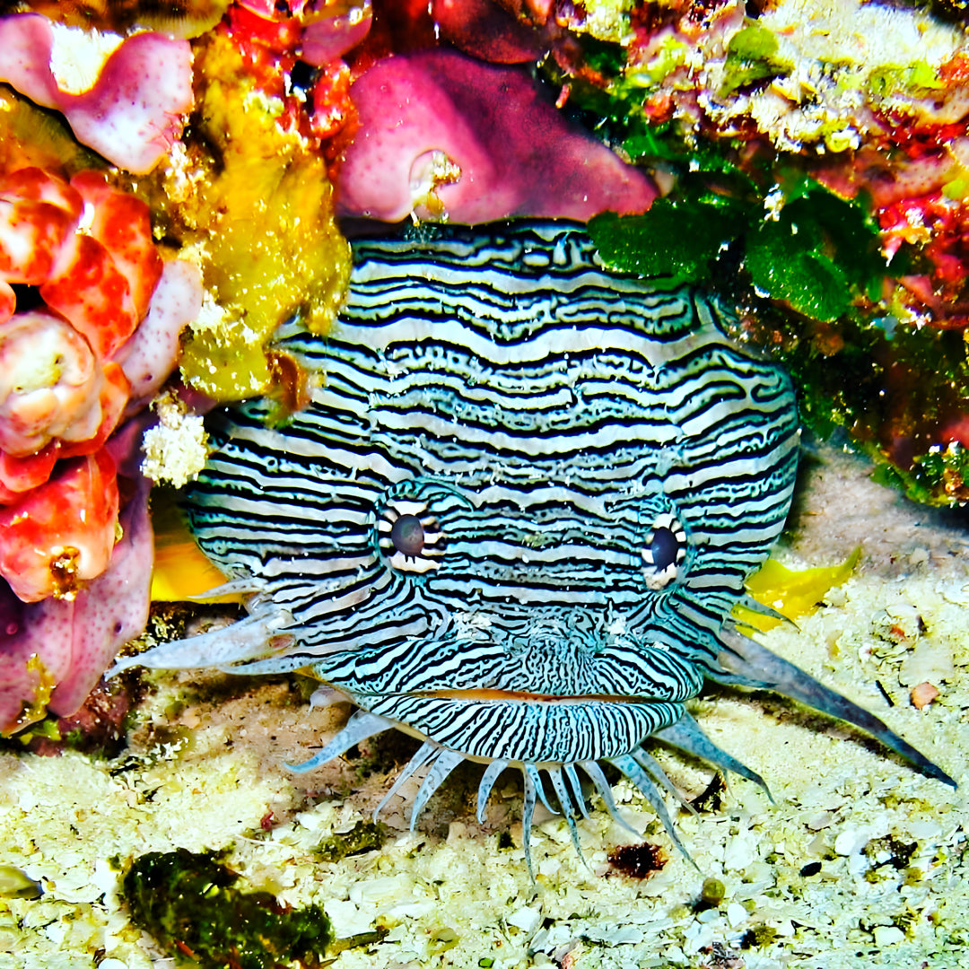 Try Scuba Diving in Texas