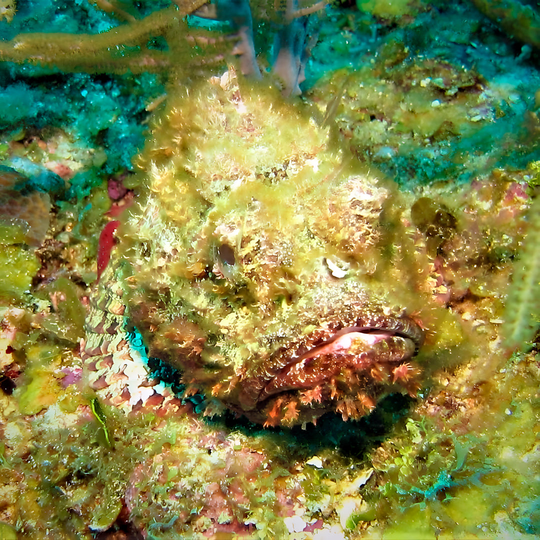 Try Scuba Diving in Texas