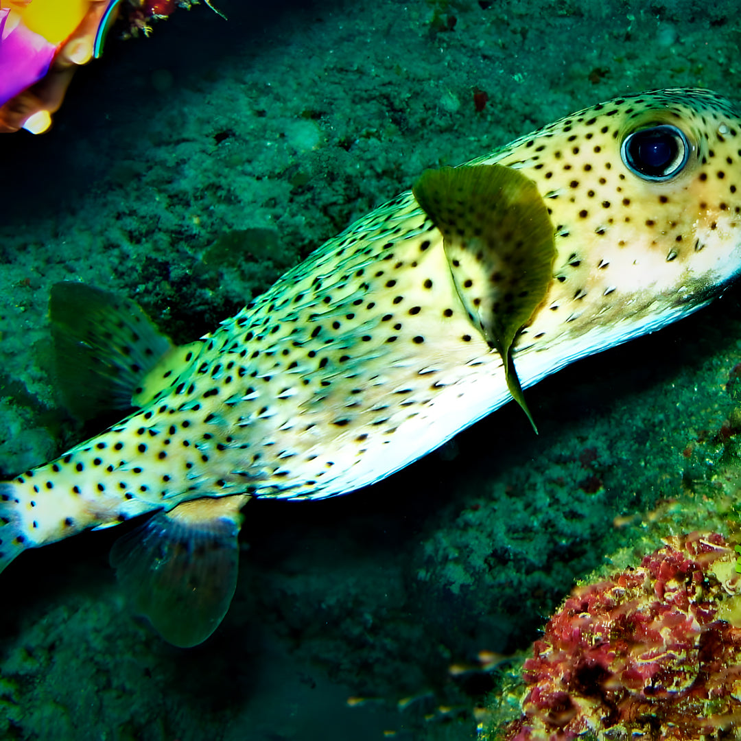 Try Scuba Diving in Texas