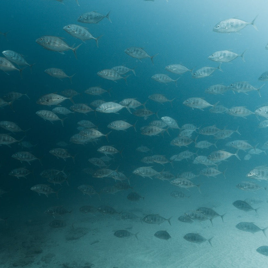 Shark Bay Fun Diving