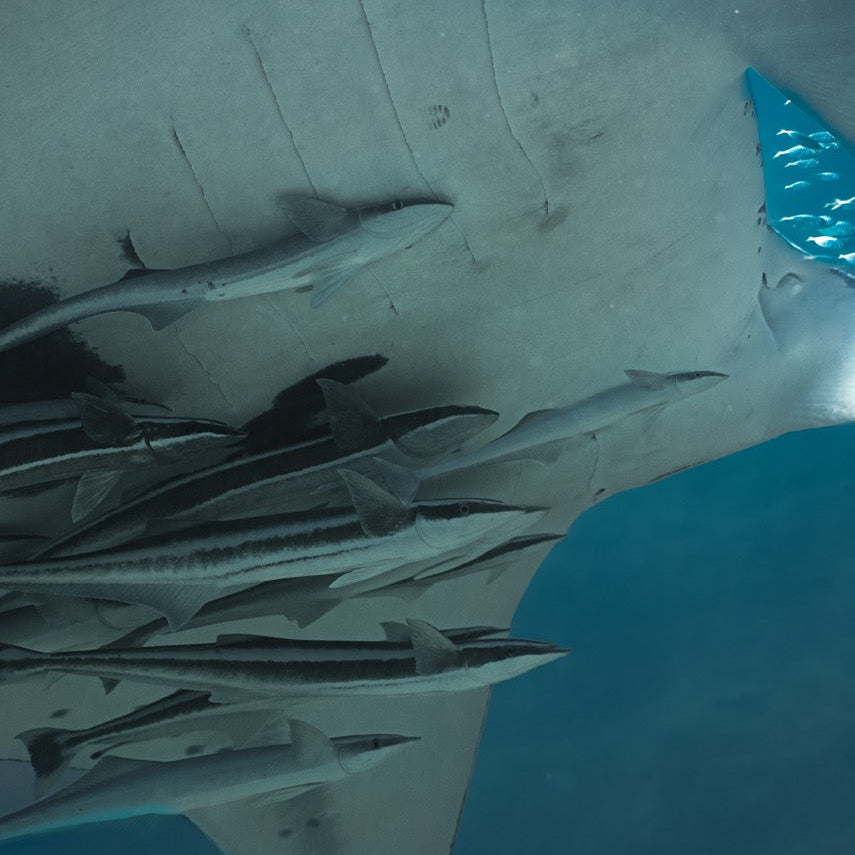 Shark Bay Fun Diving