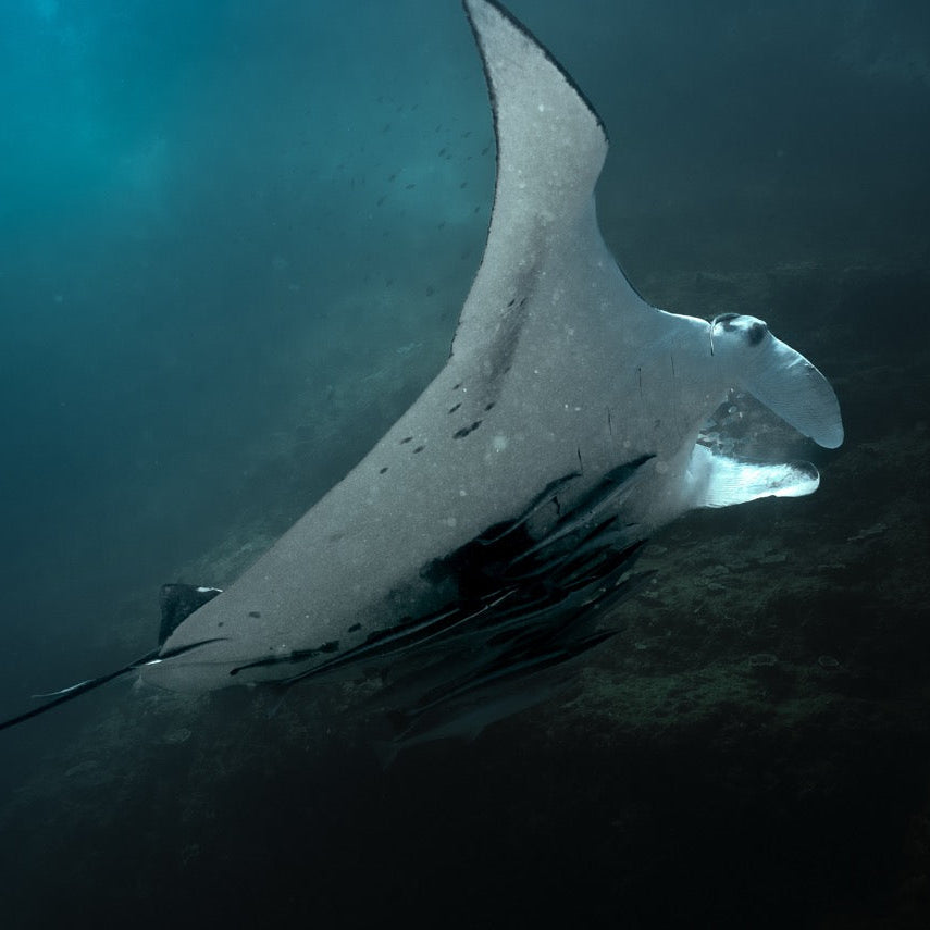 Shark Bay Fun Diving