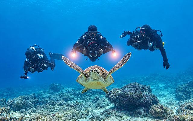 Sardine Run & Turtle Diving Fun Dives in Moalboal