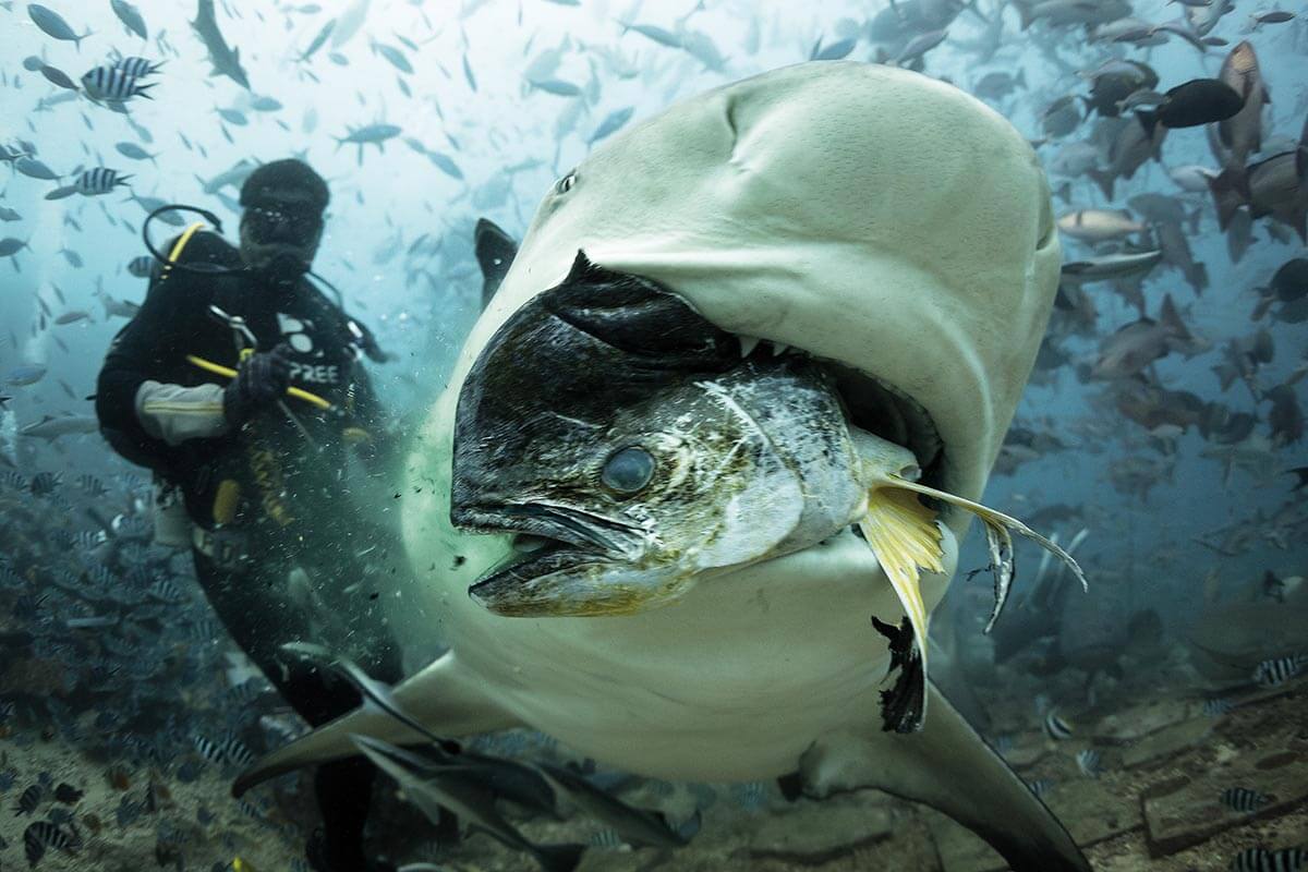 Shark Dive in Fiji