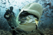 Shark Dive in Fiji