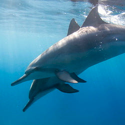 Dolphins on the way to Apo Reef