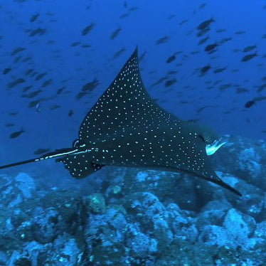 Apo Reef Group Scuba Diving Day Trip