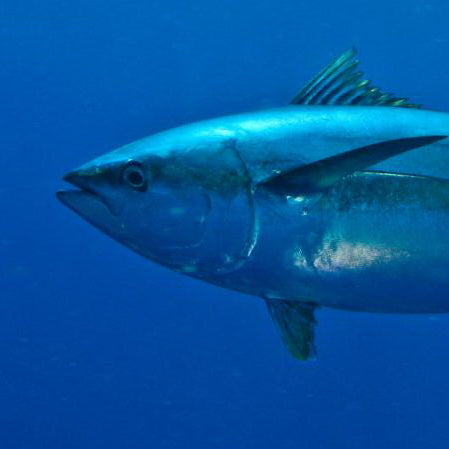 Apo Reef Group Scuba Diving Day Trip