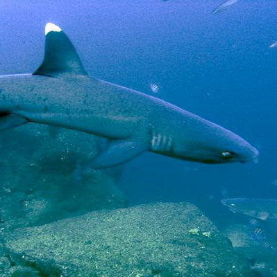 Apo Reef Group Scuba Diving Day Trip