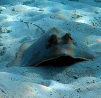 Apo Reef Group Scuba Diving Day Trip