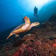 Komodo Highlights Liveaboards