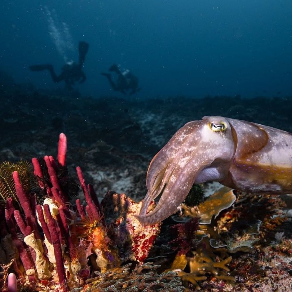 Komodo Essentials Liveaboards