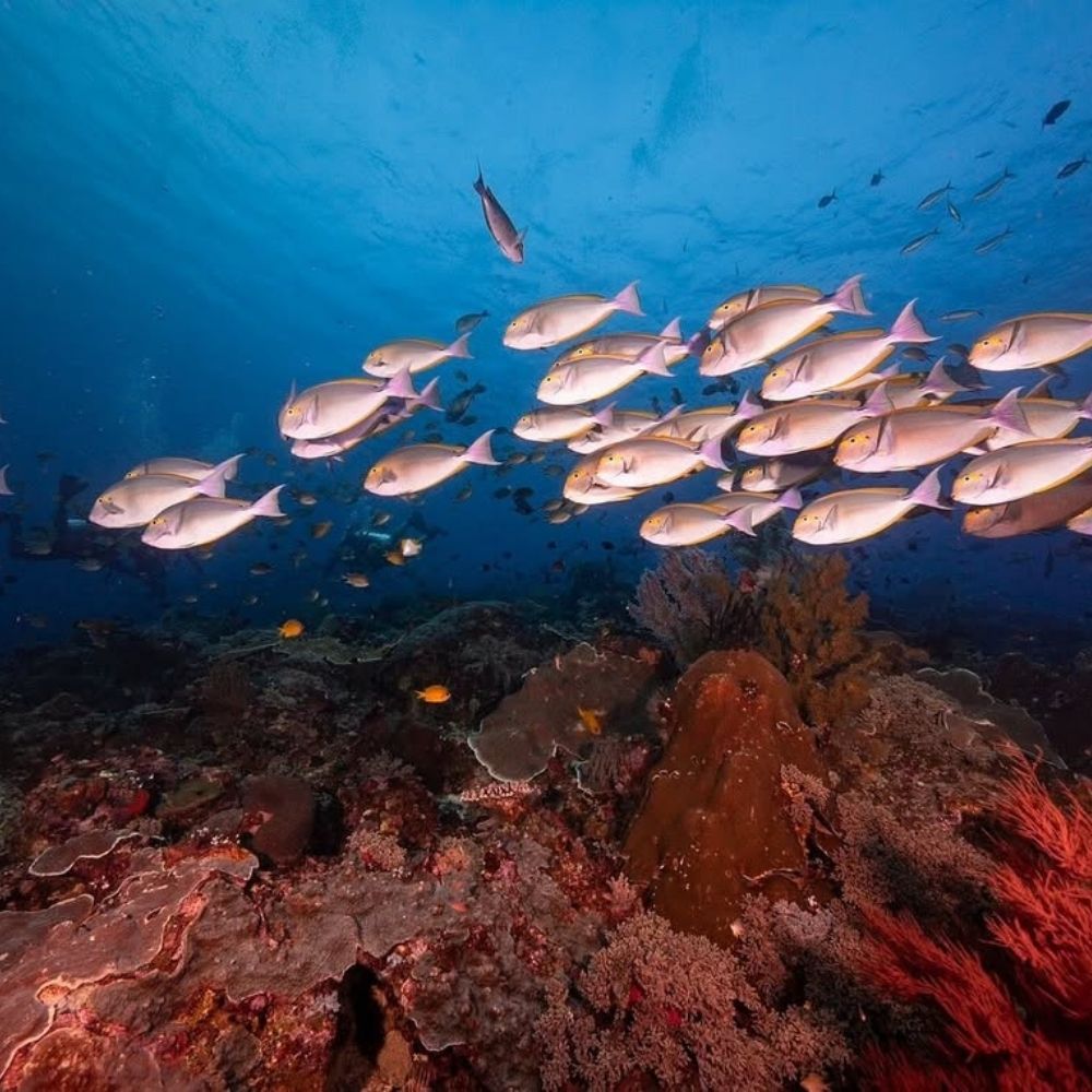 Komodo Explorer Liveaboards