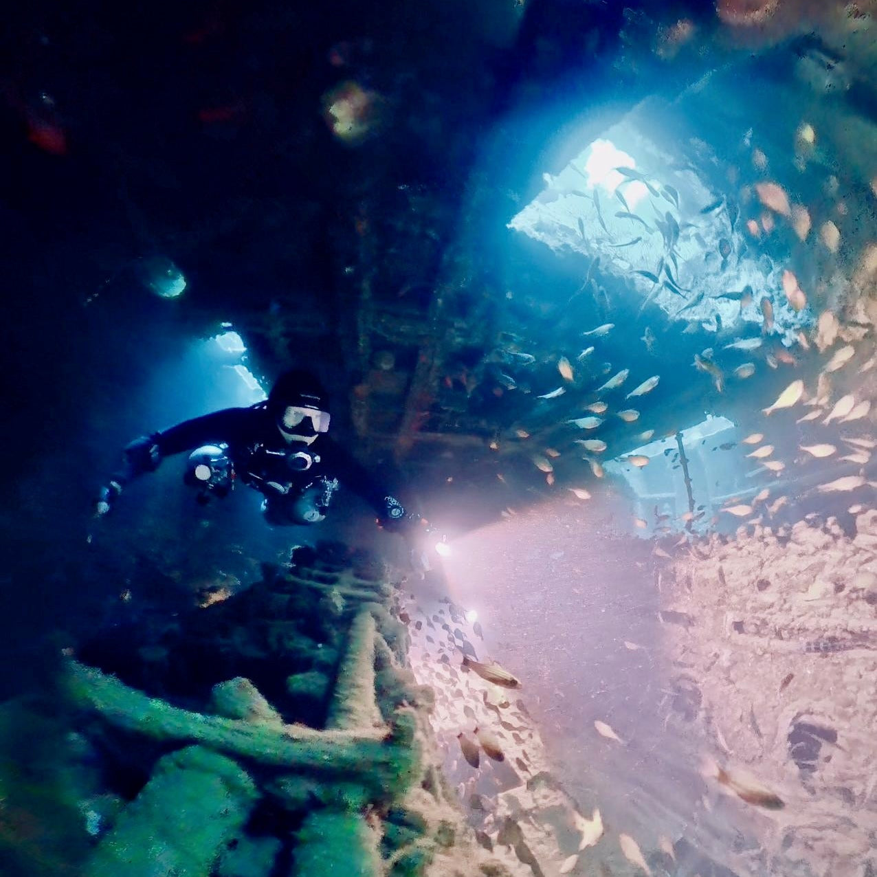 Diver swimming through a school of fish inside the Camia Shipwreck