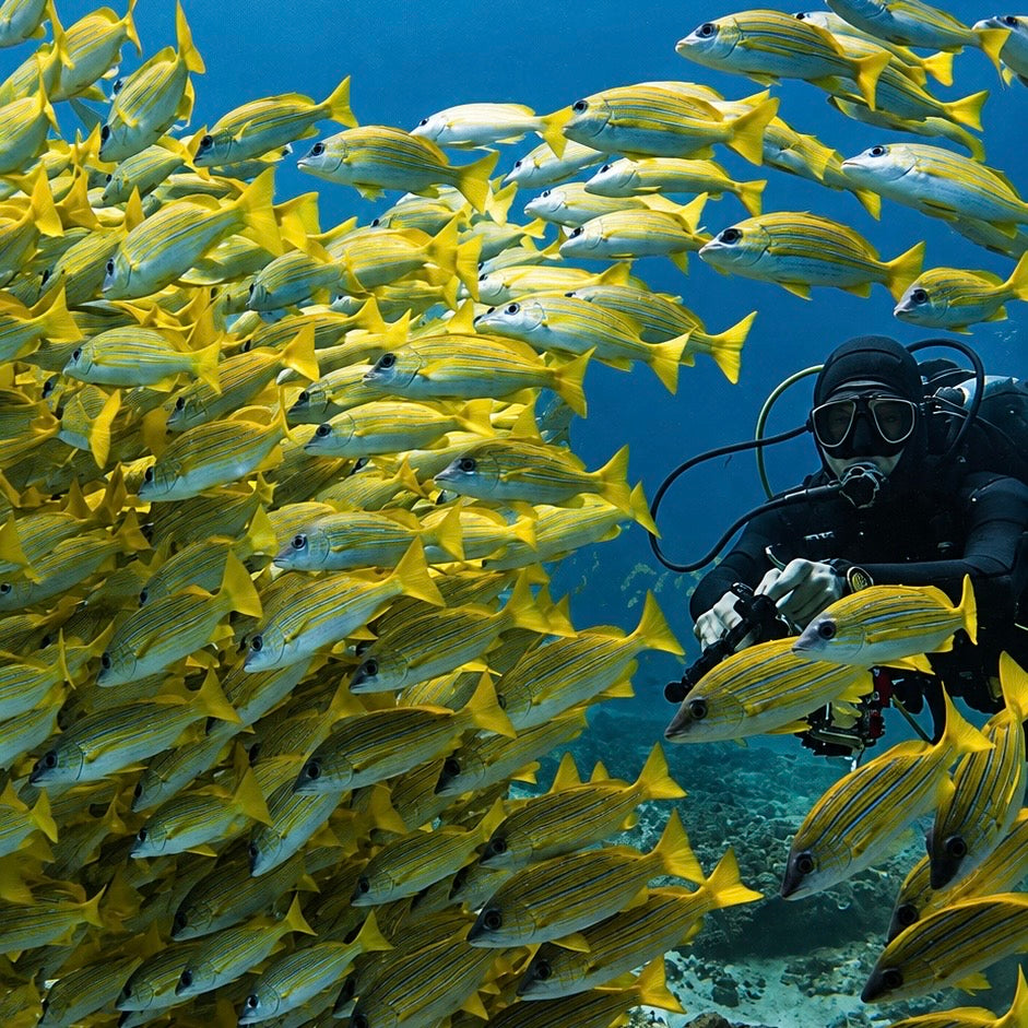 South Africa Shark Coast Expedition
