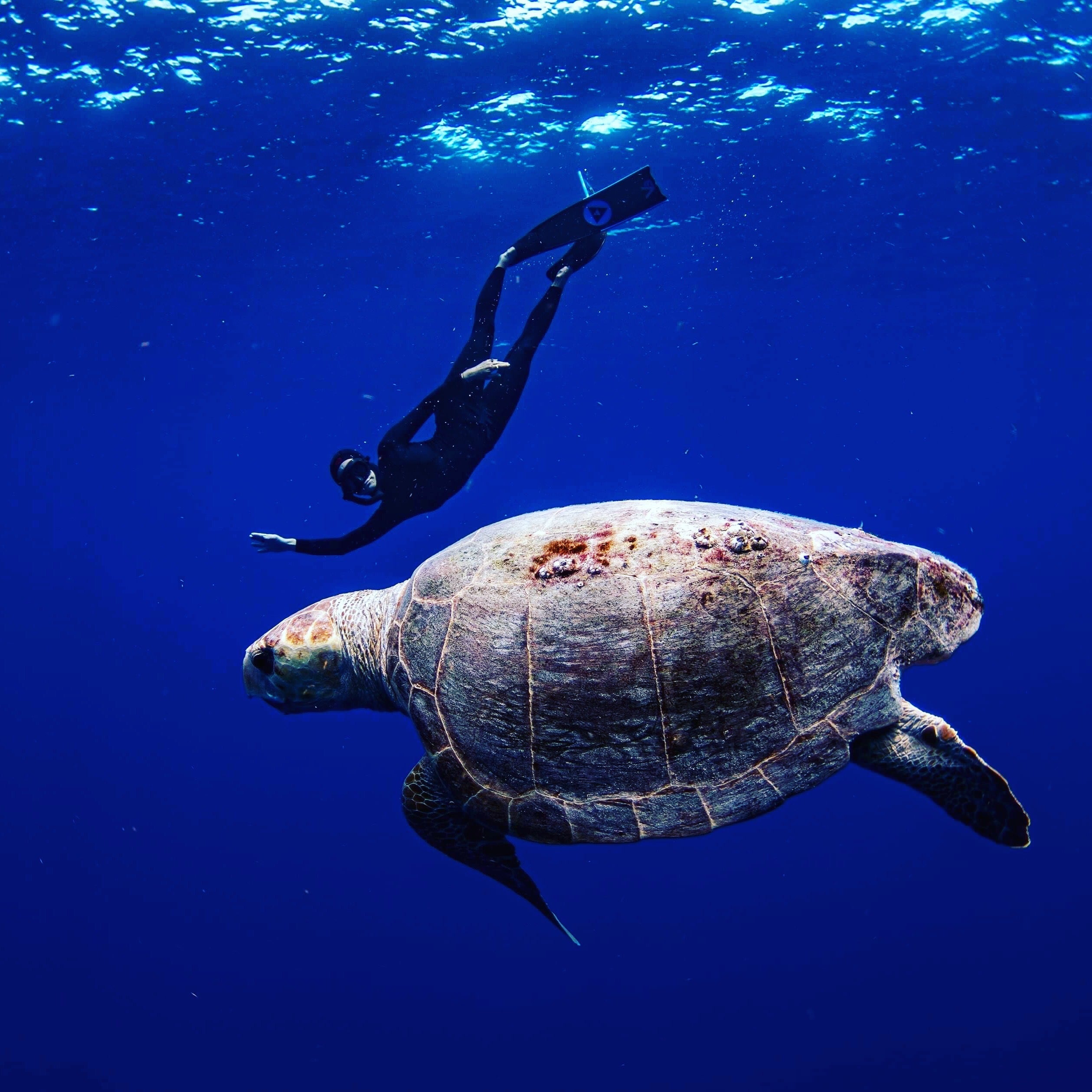Shipwreck Beginner Freediving Course Freedive Key West