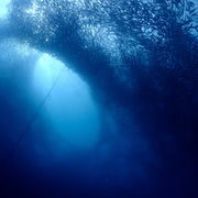 Sardine Run & Turtle Diving Fun Dives in Moalboal