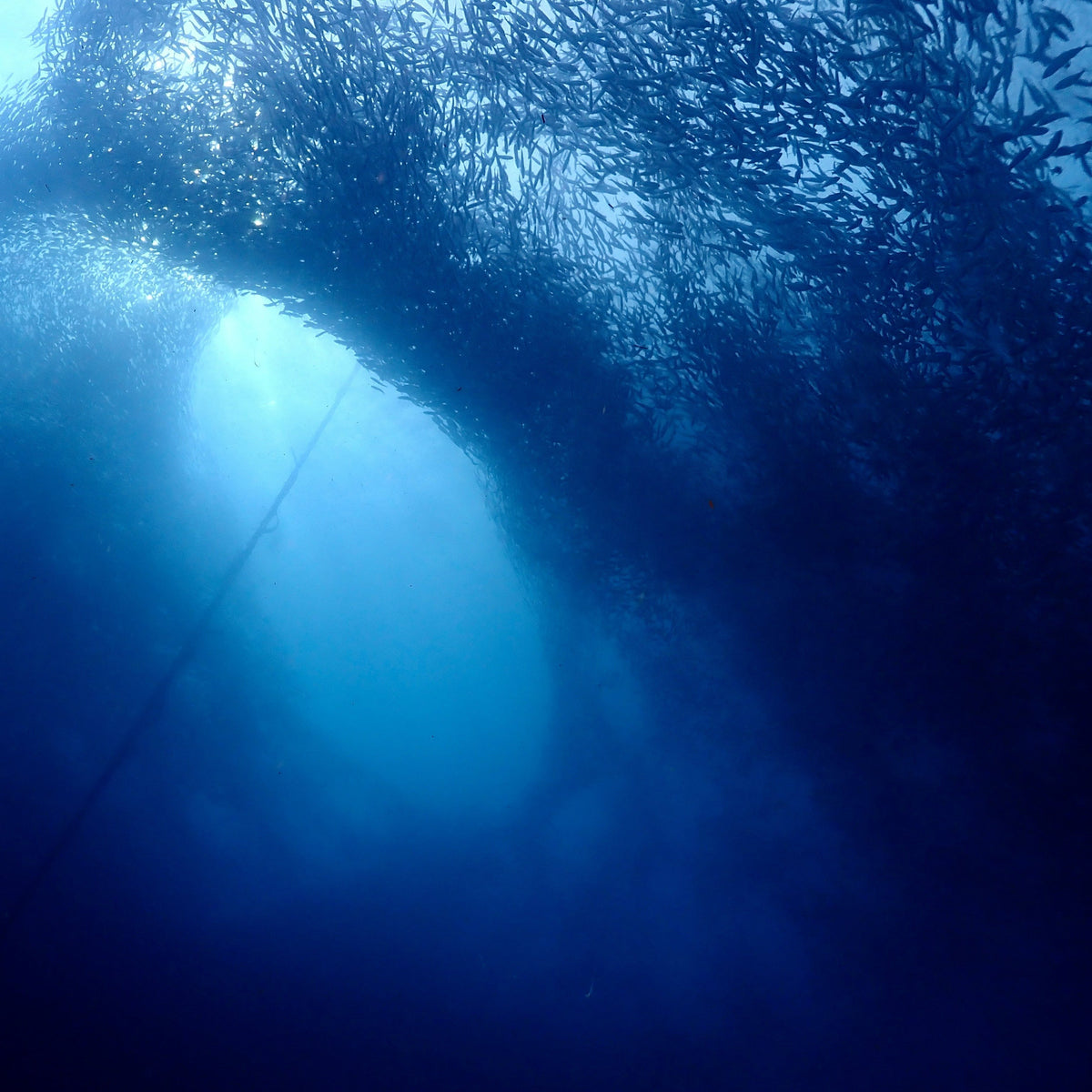 Sardine Run & Turtle Diving Fun Dives in Moalboal