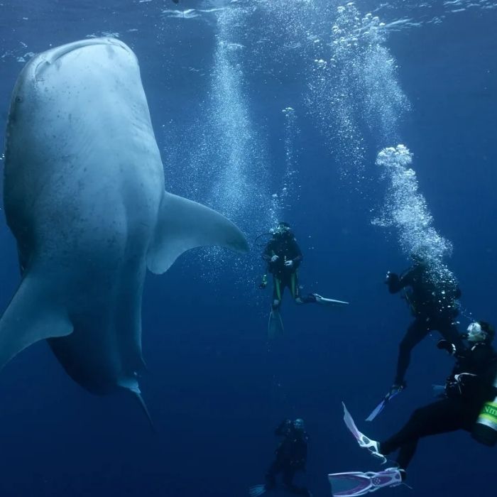 Cocos Island Scuba Diving Liveaboard