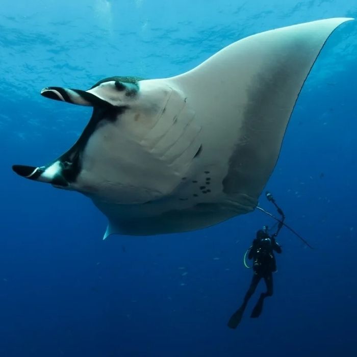 Cocos Island Scuba Diving Liveaboard