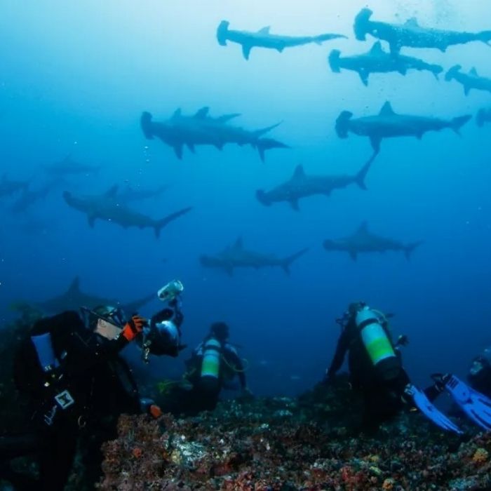 Cocos Island Scuba Diving Liveaboard JD Duff