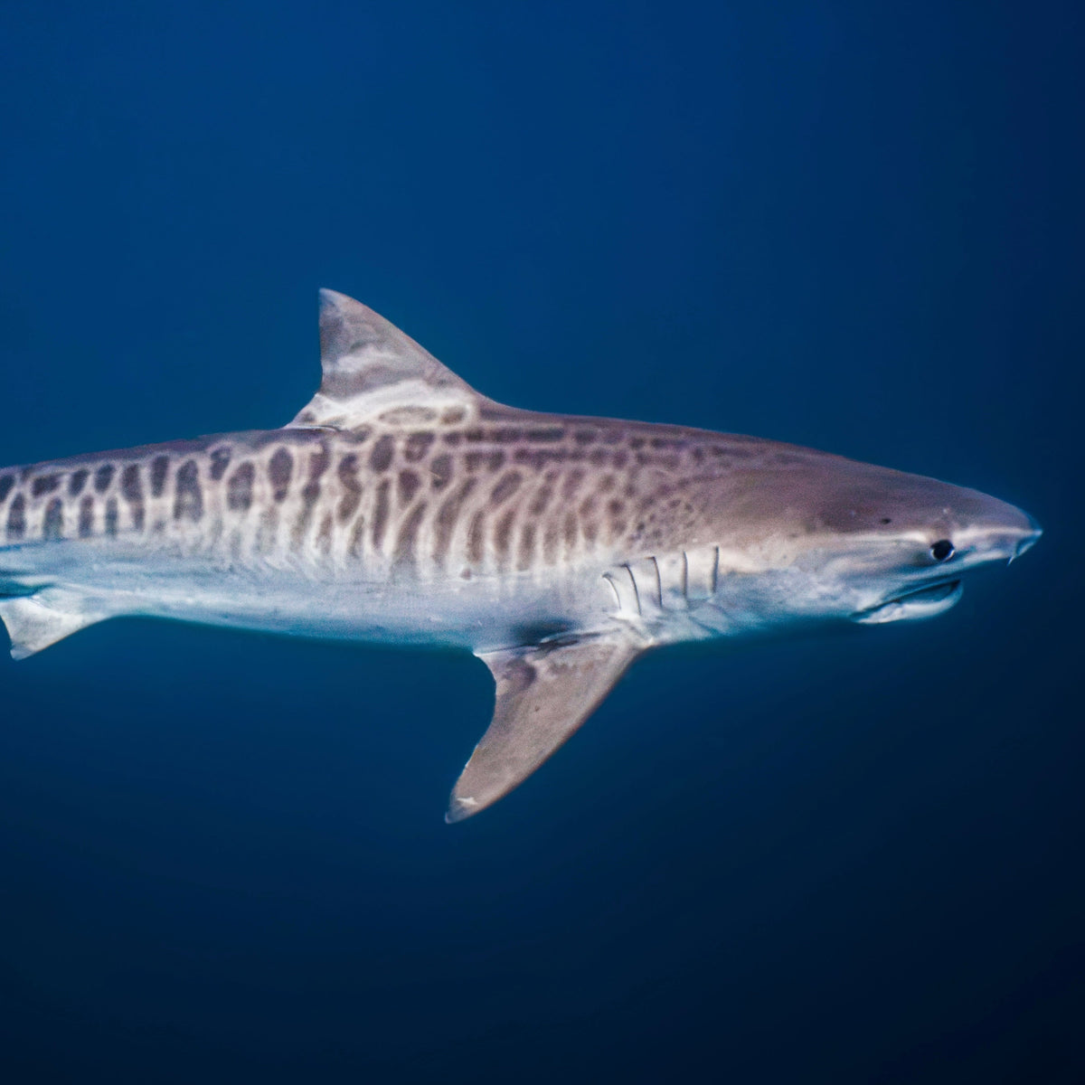 South Africa Shark Coast Expedition